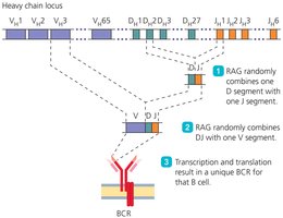 Generation of BCR diversity