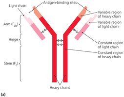 Antibody structure