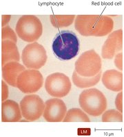 Lymphocyte and red blood cell under microscope