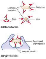 Antibody structure