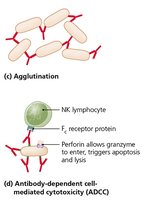 Antibody structure