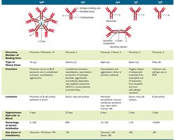 Antibody functions: neutralization, opsonization, agglutination, ADCC