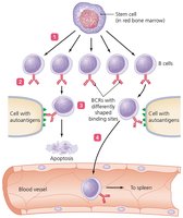 Clonal deletion of B cells