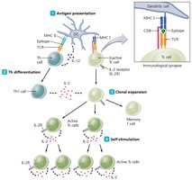 Activation of cytotoxic T cells