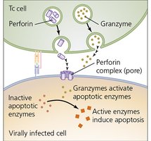 Perforin-granzyme pathway
