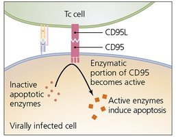 CD95 pathway