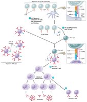 T-dependent antibody immune response
