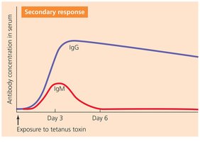 Secondary immune response graph