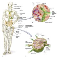 Diagram of the lymphatic system and lymph node structure
