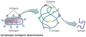 Diagram showing antigens and epitopes
