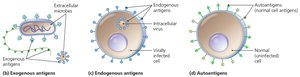Diagram of exogenous, endogenous, and autoantigens