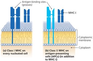 Diagram of MHC class I and II molecules