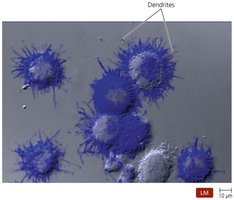 Dendritic cells as APCs