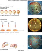 Diagram of streak plate, pour plate, and spread plate methods for isolating bacterial colonies