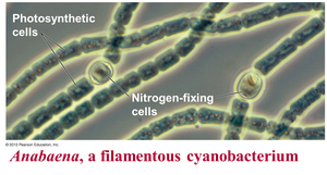 Cyanobacteria with photosynthetic and nitrogen-fixing cells