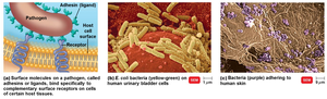 Adhesion molecules and bacteria adhering to host cells