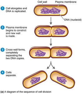 Diagram of binary fission sequence