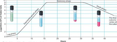 Bacterial growth curve with four phases