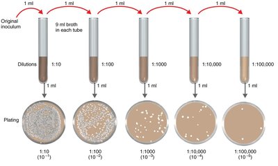 Plate count method for viable cell count