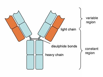 Antibody structure from X-ray crystallography