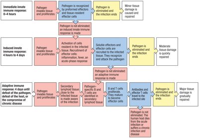 Timeline of immune response phases