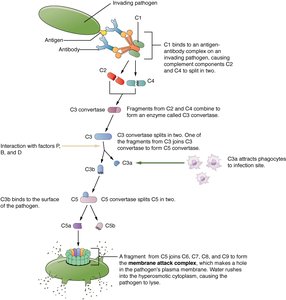 Complement activation cascade