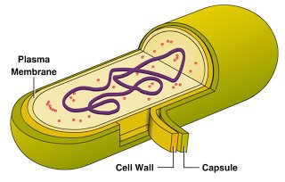 Encapsulated bacterium structure