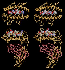 MHC molecule structure