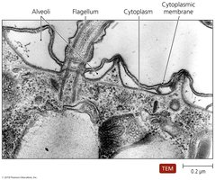 Membrane-bound alveoli in protozoa