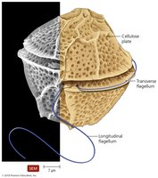 Motile armored dinoflagellate