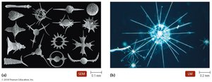 Radiolarians