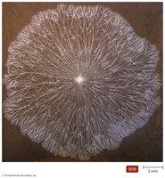 Fungal mycelium