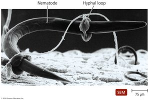 Fungal predation of nematode