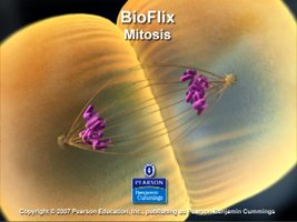 Mitosis: chromosomes separating during cell division