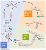Sexual reproduction in fungi