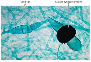 Zygosporangium
