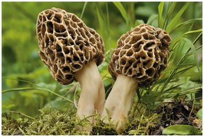Ascocarps of morel mushroom