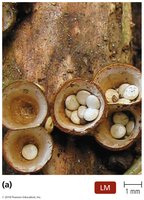 Basidiocarps (fruiting bodies)