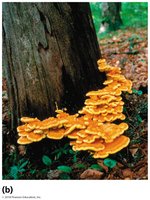 Basidiocarps (fruiting bodies)