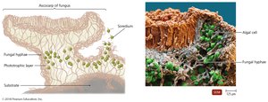 Lichen structure