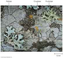 Lichen morphology: foliose, crustose, fruticose