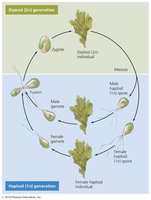 Alternation of generations in algae