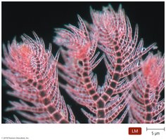 Red alga Pterothamnion plumula