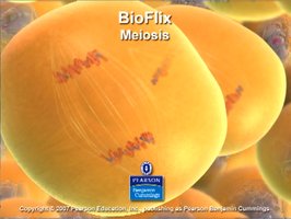 Meiosis: chromosomes aligning and separating