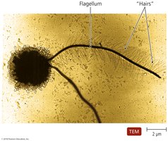 Hairy flagellum of brown alga