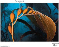 Giant kelp Macrocystis