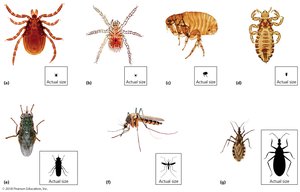 Representative arthropod vectors