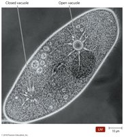 Contractile vacuoles in protozoa