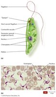 Euglenozoa: Euglenid and Kinetoplastid