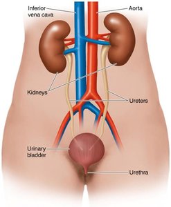 Organs of the Human Urinary System (female)